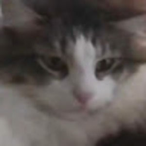 Meet your Posher, Aman